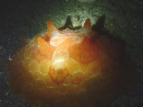 Pleurobranche-tortue