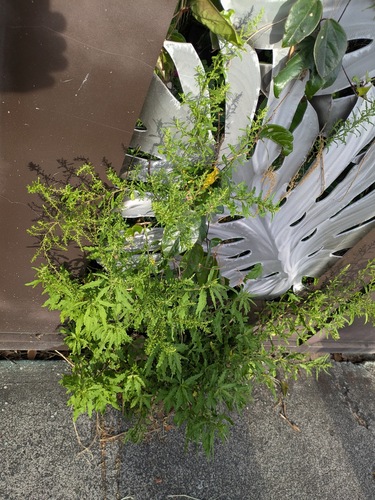 Dysphania ambrosioides observed 2025-07-04