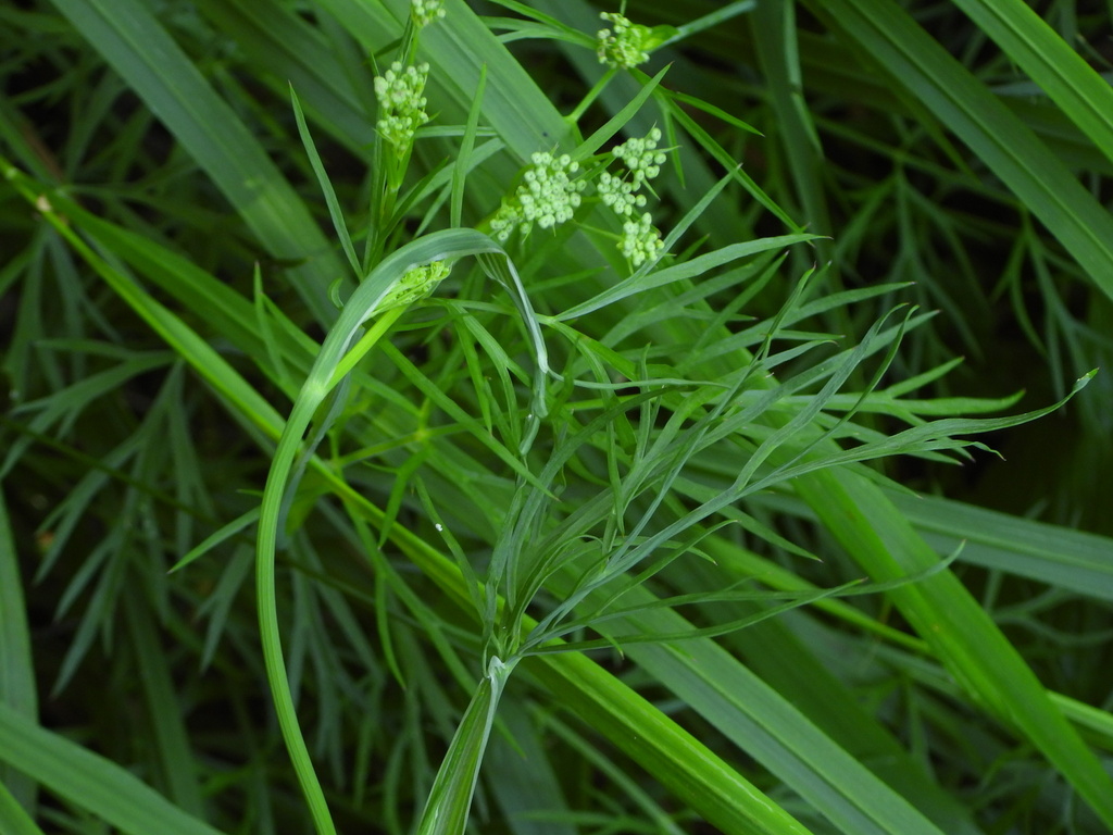 Dichoropetalum
