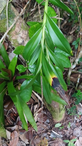 Epidendrum anceps, photograph 5