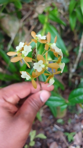 Epidendrum anceps, photograph 6