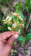 Epidendrum anceps, photograph (c) Mario Guzmán, some rights reserved (CC BY)