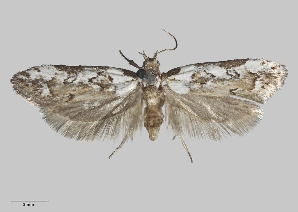 Trachypepla festiva