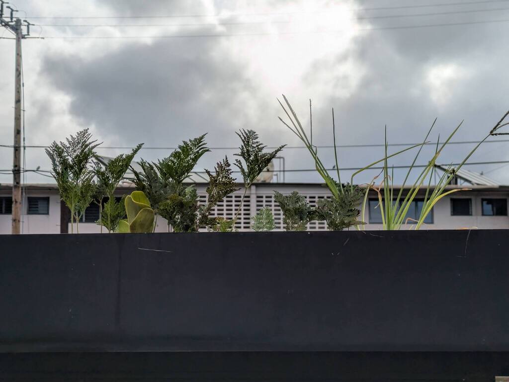 Dương xỉ chân thỏ – Davallia fejeensis