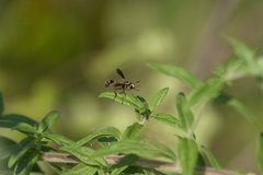 Physocephala sagittaria