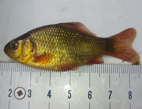Crucian Carp