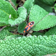 Melanerythrus mactans