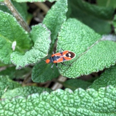 Melanerythrus mactans