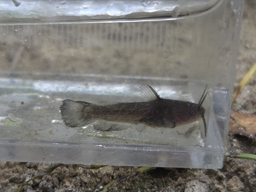 Yellow Bullhead