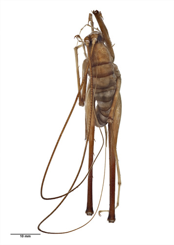 Pachyrhamma fusca
