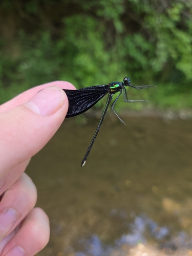 Ebony Jewelwing