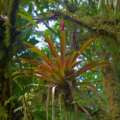 Guzmania lingulata