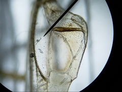 Conocephalus gracillimus