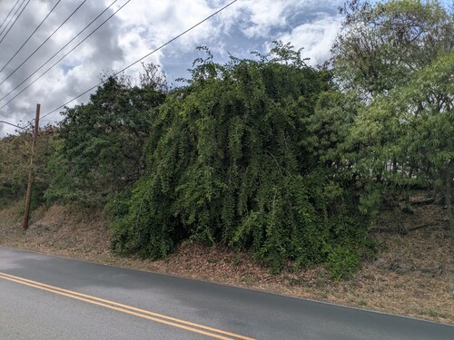 Cordia dichotoma observed 2025-07-05