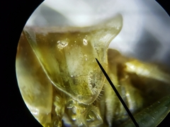 Conocephalus gracillimus