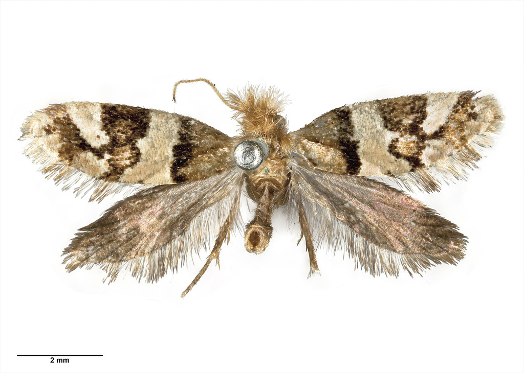 Sabatinca lucilia