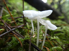 Hemimycena lactea