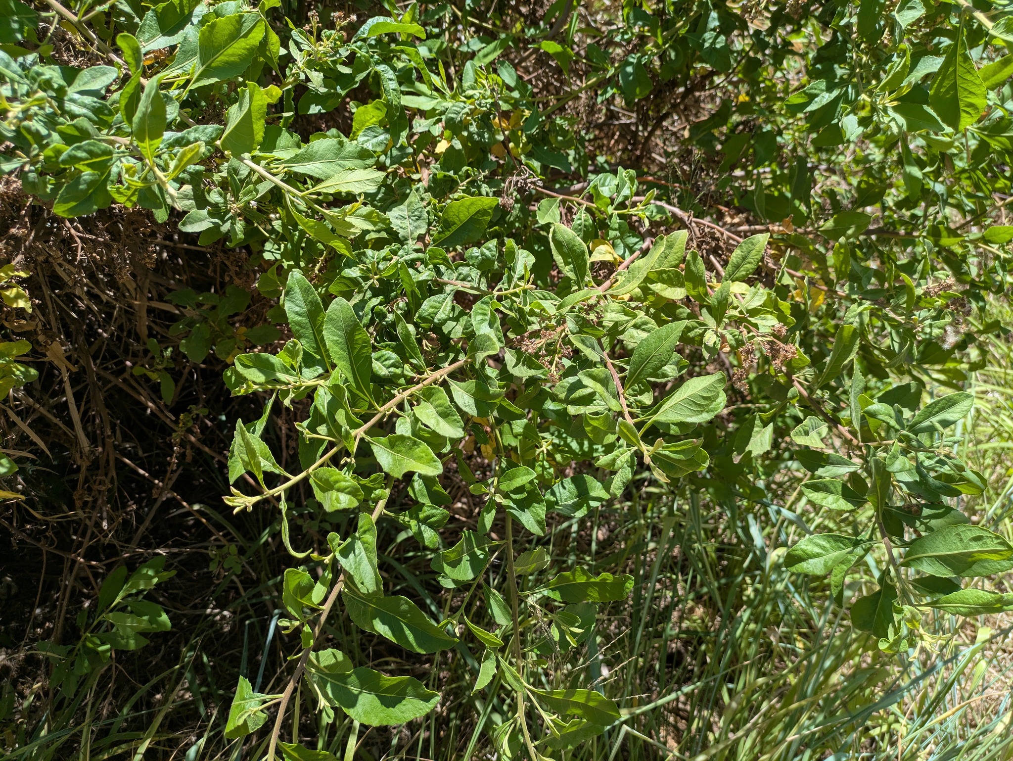 Fosberg's Marsh Fleabane (Pluchea ×)