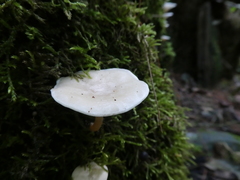Clitocybe truncicola