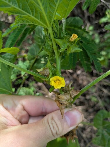 Malachra alceifolia observed 2025-07-05