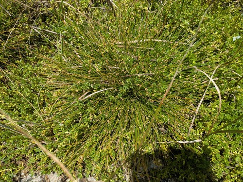 Eleocharis geniculata observed 2025-07-05