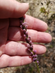 Liatris tenuifolia