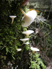 Clitocybe truncicola