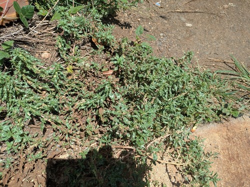 Amaranthus polygonoides, 2025-07-05