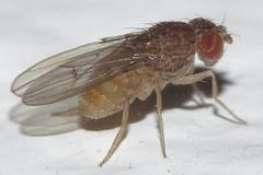 Drosophila repleta