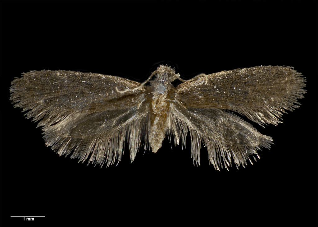 Rhathamictis