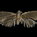 Rhathamictis nocturna - Photo (c) Auckland War Memorial Museum, μερικά δικαιώματα διατηρούνται (CC BY)