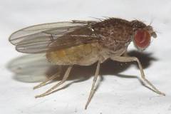 Drosophila repleta