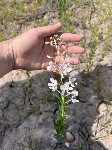 fireweed