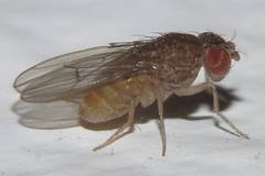 Drosophila repleta
