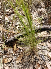 Liatris tenuifolia