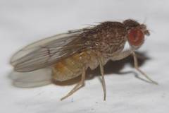 Drosophila repleta