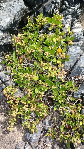 Button mangrove (Conocarpus erectus)