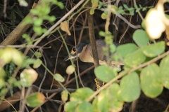 Gorsachius leuconotus