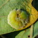 Plate Gall Wasp - Photo (c) Franco Folini, some rights reserved (CC BY-SA)