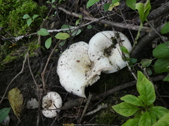 Lactarius controversus