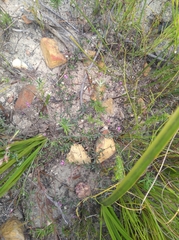 Indigofera mischocarpa