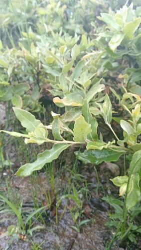 Quercus striatula (Quercus striatula)