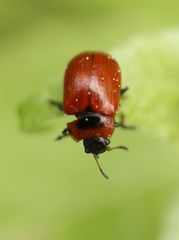 Gonioctena viminalis