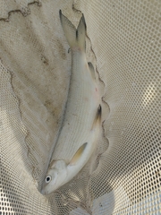 Coregonus clupeaformis