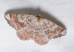 Macaria distribuaria