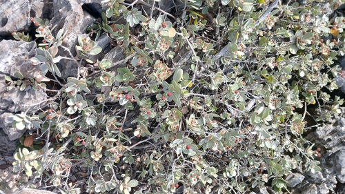 Button mangrove (Conocarpus erectus)