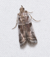 Amyelois transitella
