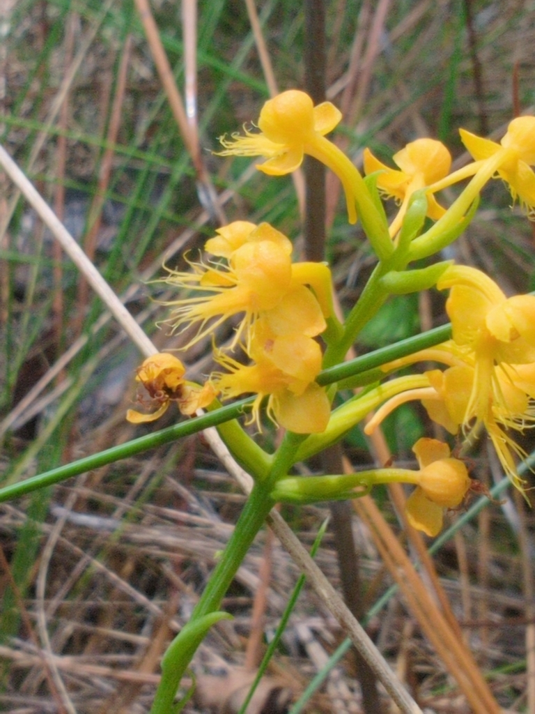 Platanthera cristata