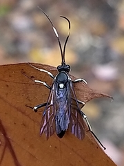 Cratichneumon unifasciatorius