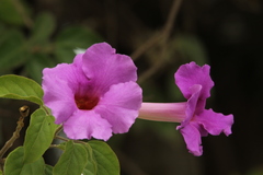 Amphilophium